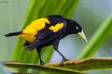 Yellow-rumped Cacique