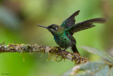 Violet-fronted Brilliant