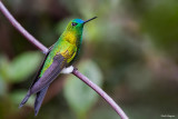 Sapphire-vented Puffleg