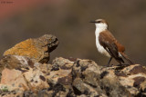 White-bellied Cinclodes