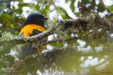 Golden-backed Mountain-tanager 