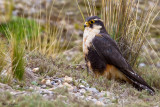 Alpomado Falcon