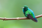 Western Emerald