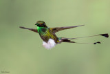 Booted Racket-Tail