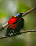 Wilson's Bird-of-paradise