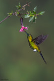 Sapphire-vented Puffleg