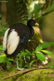 Pale-winged Trumpeter