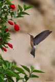 Giant  Hummingbird