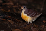  Cinnamon Ground-dove