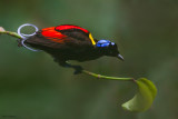Wilsons Bird-of-paradise