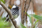 Black-crested Tit-tyrant 