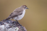 Plain-capped Ground-tyrant