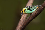 Golden-eared Tanager