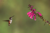 White-bellied Woodstar