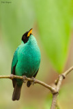 Green Honeycreeper