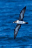 Pink-footed Shearwater