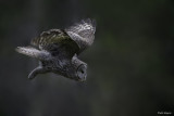 Great Gray Owl