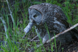 Great Gray Owl