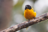 Black-chinned Mountain-Tanager