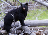 Black Bear