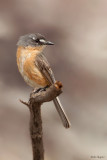 Grey-backed Tachuri