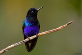 Velvet-purple Coronet