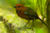 Rufous-headed Ground-roller