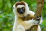 Verreaux's Sifaka