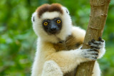 Verreauxs Sifaka 