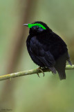 Velvet Asity