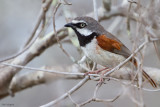 Red-shouldered Vanga