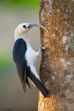 Sickle-billed Vanga