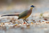 Red-capped Coua