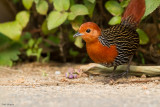 Madagascar Flufftail