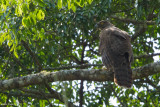Madagascar Serpent-eagle