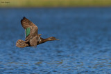 Meller's Duck