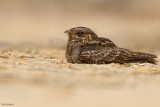 Madagascar Nightjar