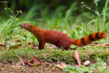 Ring-tailed Mongoose