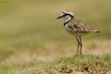 Madagascar Plover