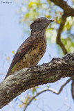 Cuckoo Roller (Cuckoo-roller)