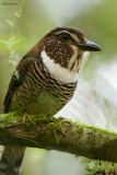 Short-legged Ground-roller