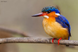 Madagascar Kingfisher