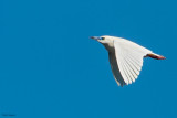 Madagascar Pond-heron