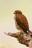 Mauritius Kestrel
