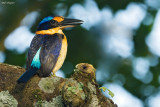 Rufous-lored kingfisher