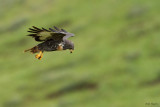 Jackal Buzzard