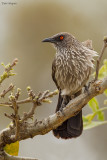 Arrow-marked Babbler