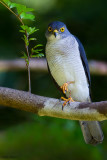 Frances's Sparrowhawk