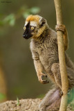 Red-fronted brown Lemur