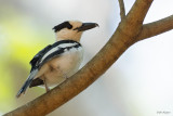 Hook-billed Vanga